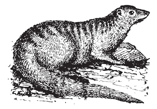 Gravure vintage Mongoose égyptienne ou Herpestes ichneumon — Image vectorielle