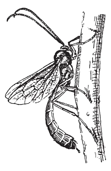 叶蜂类天敌姬小蜂或叶蜂类天敌姬复古雕刻 — 图库矢量图片