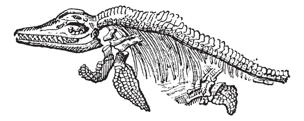 Скелет старинной гравюры ихтиозавра — стоковый вектор
