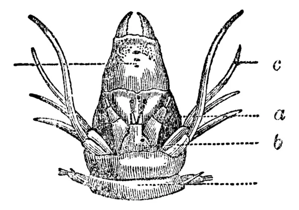 Nereididae veya ragworm, antika gravür. — Stok Vektör