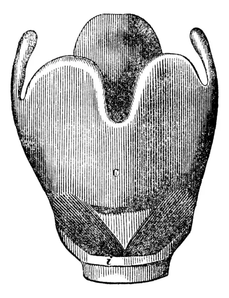 喉頭の解剖学、ヴィンテージの彫刻. — ストックベクタ