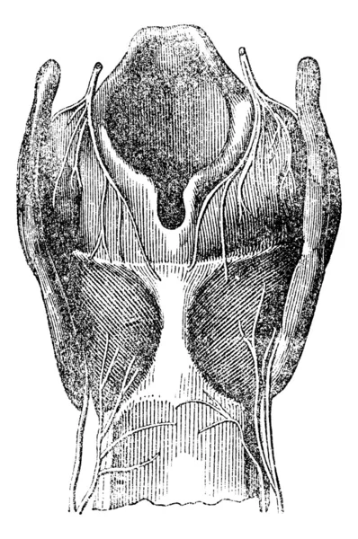 Arytenoid cartilage, vintage engraving. — Stock Vector