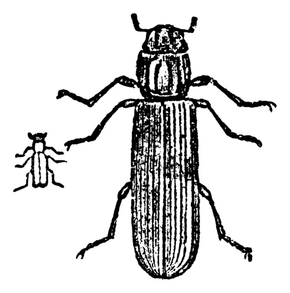 Lyctus böceği, antika gravür. — Stok Vektör