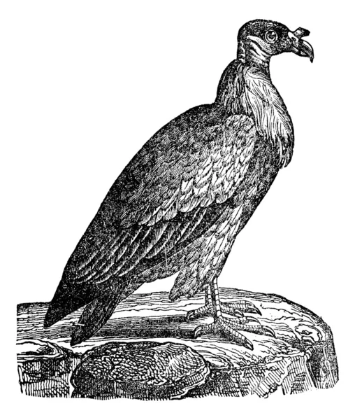 Avvoltoio, incisione vintage . — Vettoriale Stock