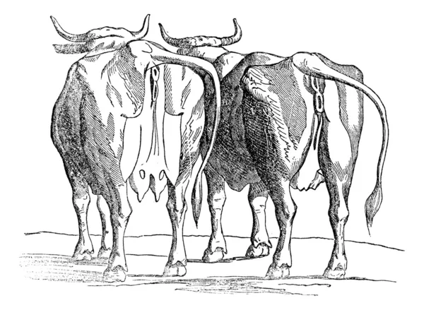 Grawerowanie wymię krowy, vintage. — Wektor stockowy