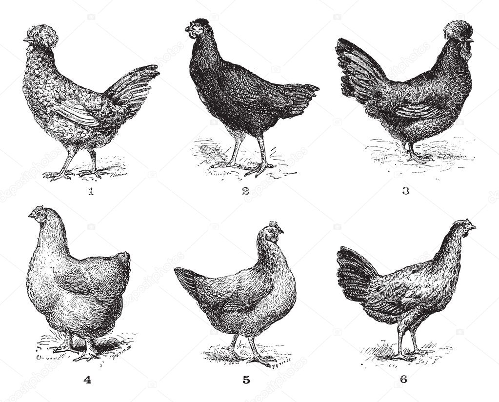 Hens, 1. Houdan chicken. 2. Hen the Arrow. 3. Hen Crevecoeur. 4.