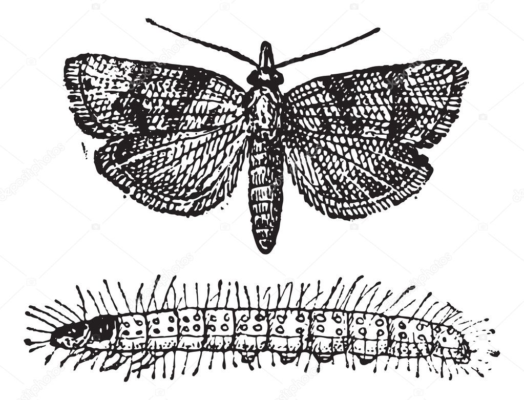 Moth, vintage engraving.