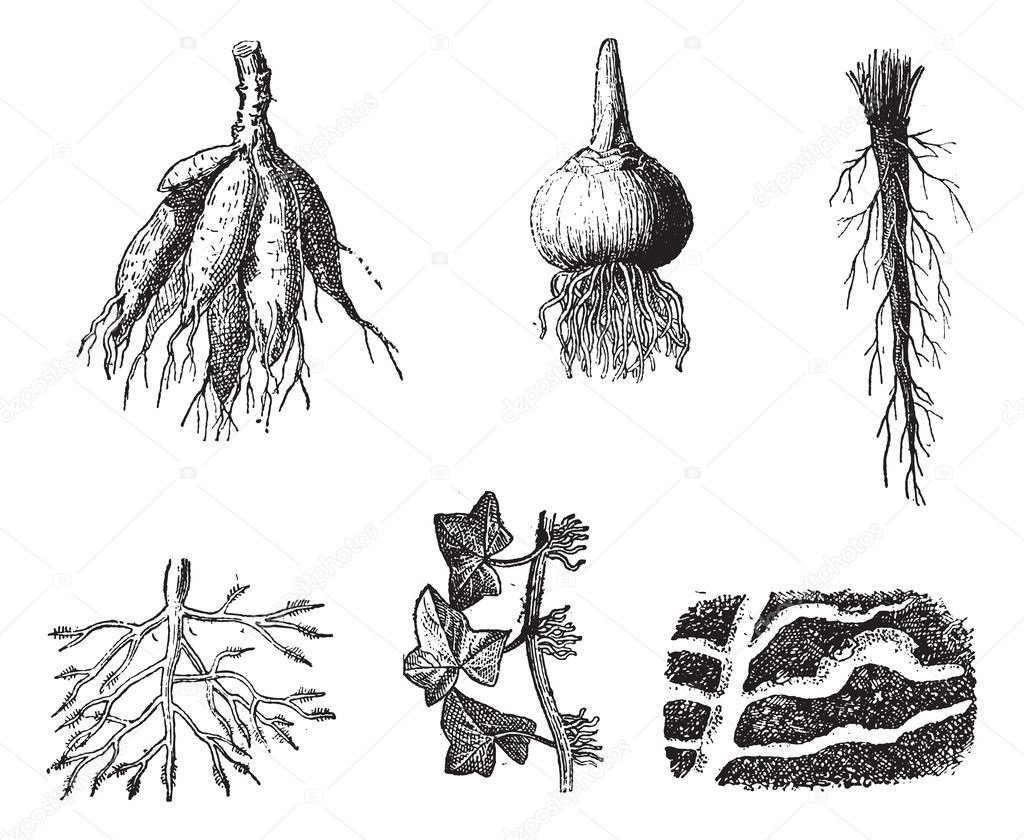 Different stages of Dahlia roots vintage engraving