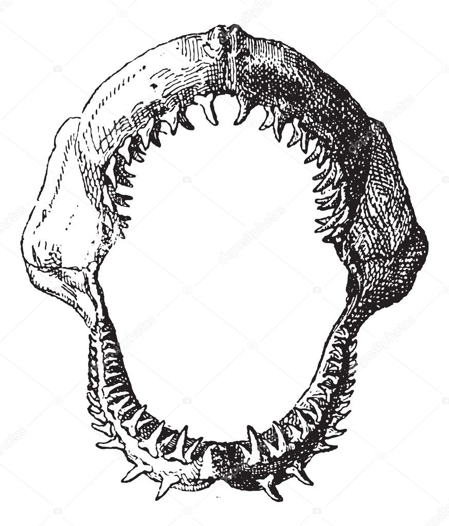 shark jaw vector