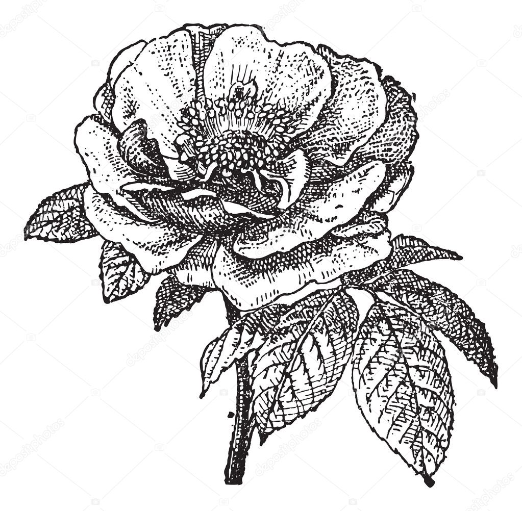 Rose of Provins, vintage engraving.