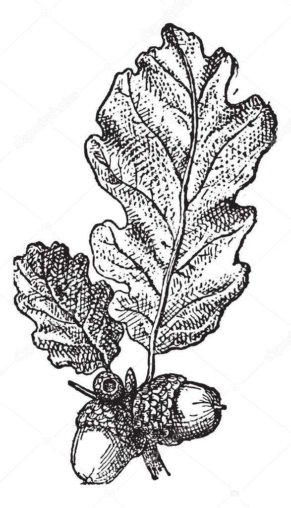 Acorn or Oak nut with leaves, vintage engraving.