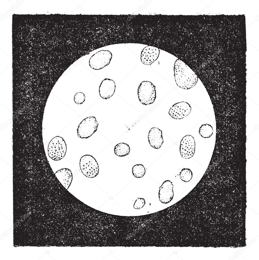 Fig. 2. White blood cells or leukocytes, vintage engraving.