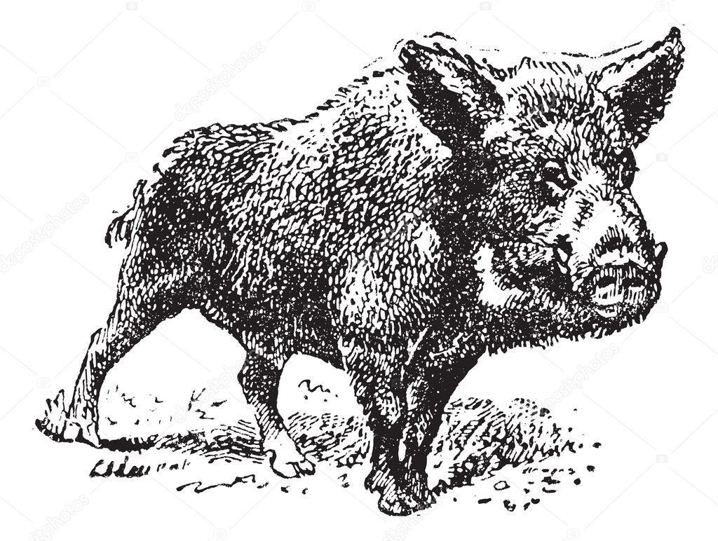 Boar or wild pig, vintage engraving.