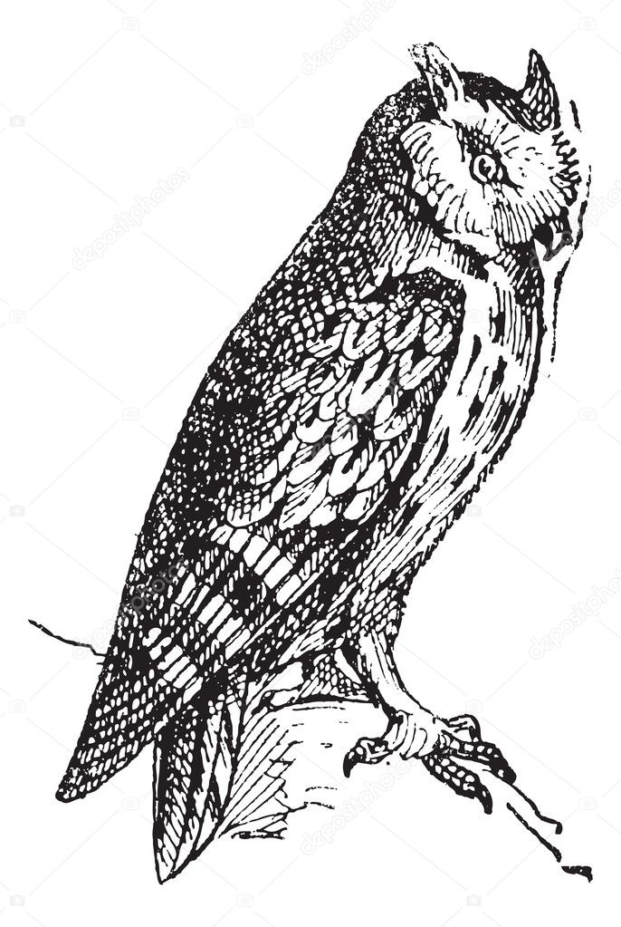 Scops owl perched on branch, vintage engraving.