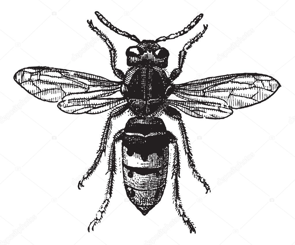 Fig 12. Wasp, vintage engraving.