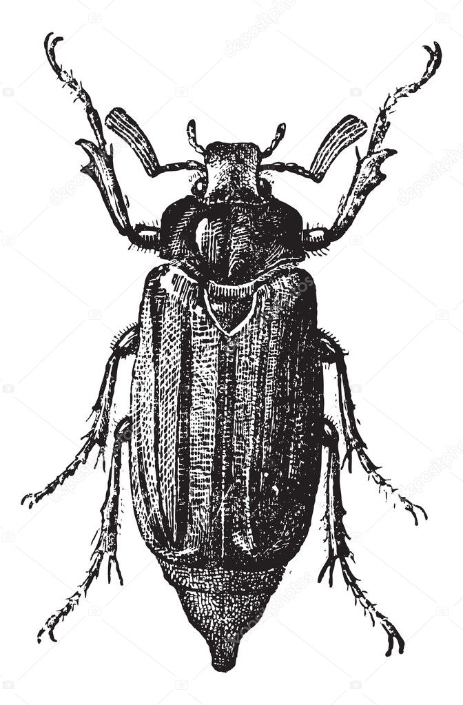 Fig 10. Cockchafer or May bug, vintage engraving.