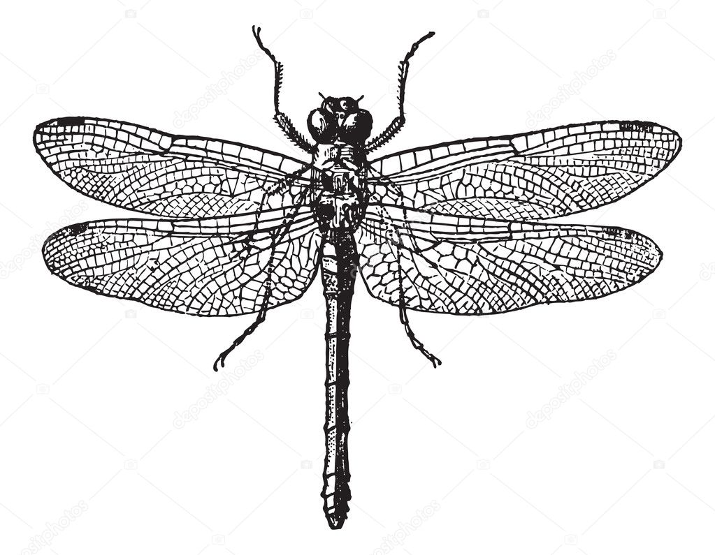 Fig 1. Dragonflies, vintage engraving.