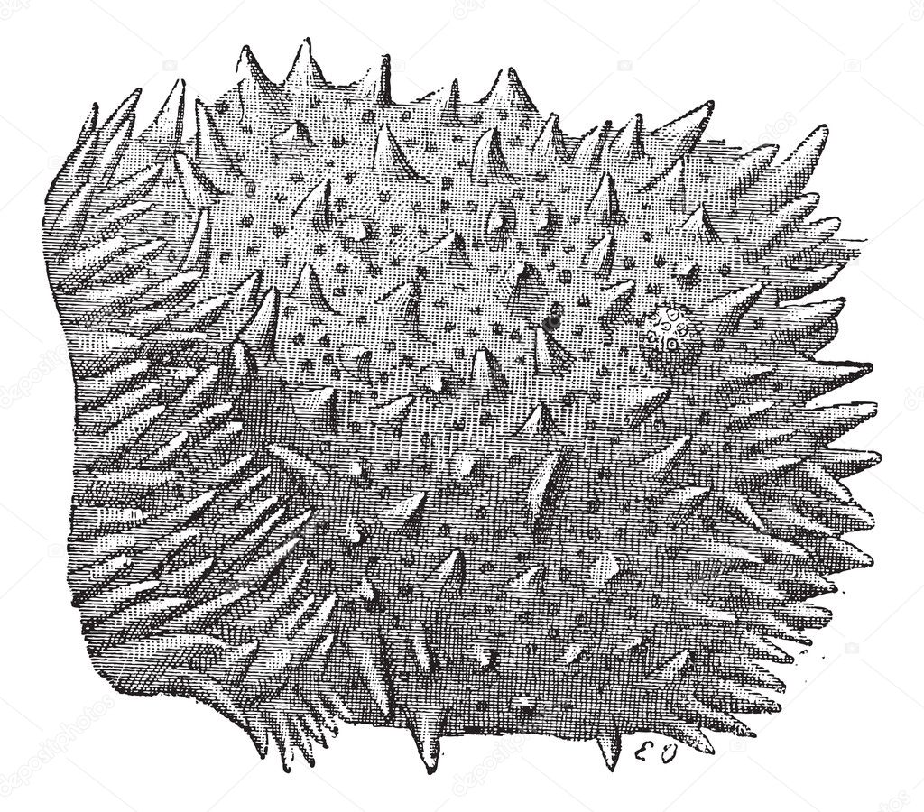 Fig. 3. Intestine, Villi of the middle part of the small intesti