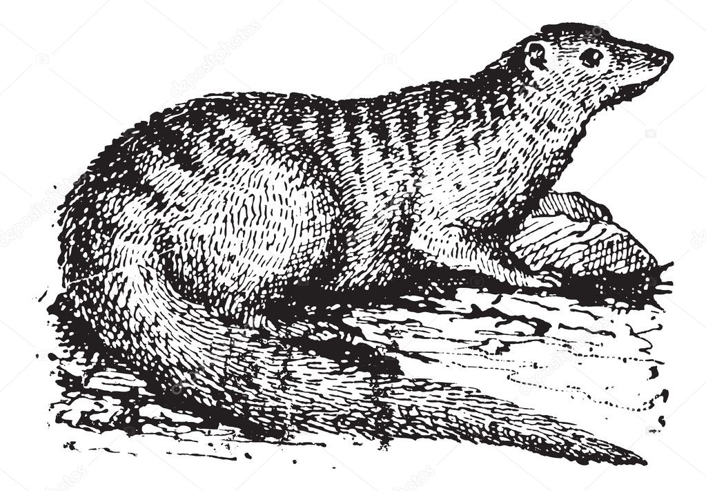 Egyptian Mongoose or Herpestes ichneumon vintage engraving
