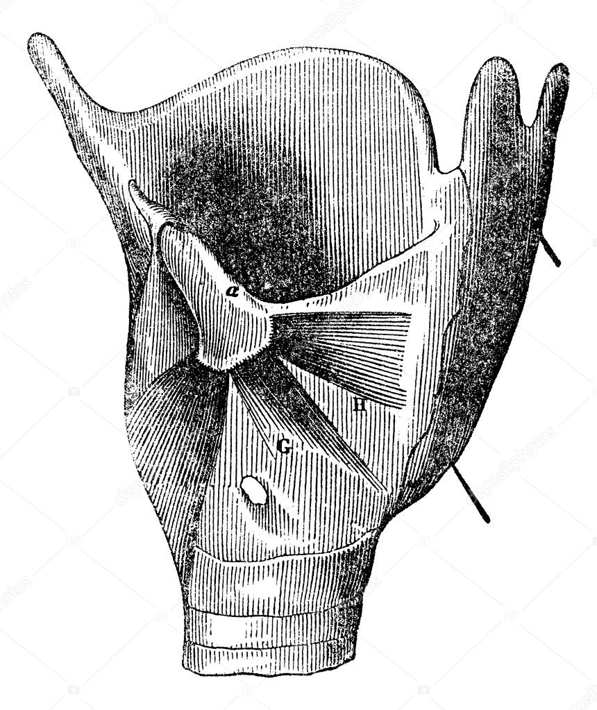 Larynx anatomy, vintage engraving.