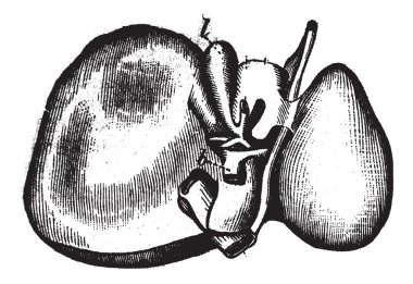 Human Liver, vintage engraved illustration clipart