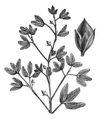 Lespedeza, vintage engraving. clipart