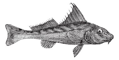kingcroakers veya kingfish, antika gravür.