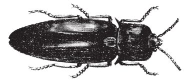 ateş böceği veya cucujo (pyrophorus noctilucus), antika gravür