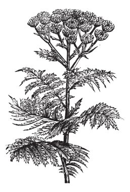 Tansy (Tanacetum vulgare) or Common Tansy, vintage engraving. clipart