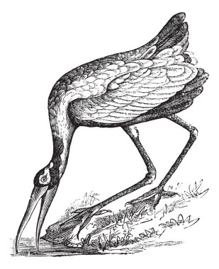 Wood Stork (Tantalus loculator) or Mycteria americana, vintage e clipart