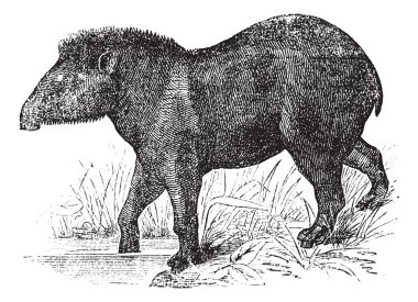 American tapir (Tapirus Americanus), vintage engraving. clipart