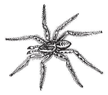 Tarantula (Lycosa Tarantula), reduced to one third of its natura clipart