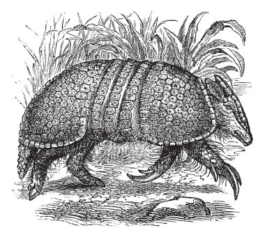 Dev armadillo (dasypus gigas), antika gravür.