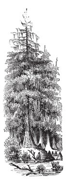 Taxodier couplet (Taxodium distichum) or Bald-cypress, vintage e clipart