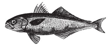The bluefish (Pomatomus saltatrix) or tailor, vintage engraving. clipart