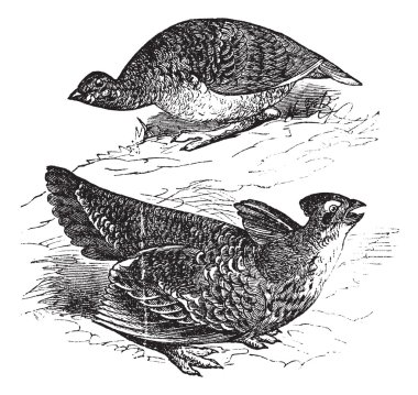 Tetras has fins on prairie chickens (Tetrao cupido), female (top clipart