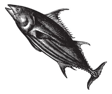 tropikal palamut (thunnus pelamys), antika gravür.