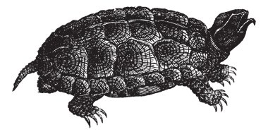 Sculpted turtle (Glyptemys insculpta) or Wood turtle, vintage en clipart