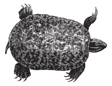Kaplumbağa (ptychemys rugosa), vintage kırmızı karınlı oyma.