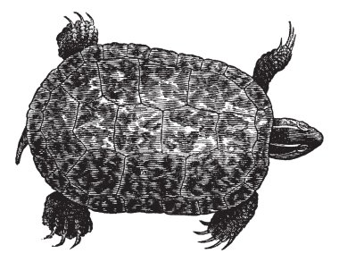 Red-bellied turtle (ptychemys rugosa), vintage engraving. clipart