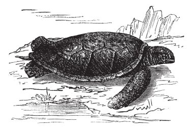 Green Sea Turtle or Chelonia mydas, vintage engraving clipart