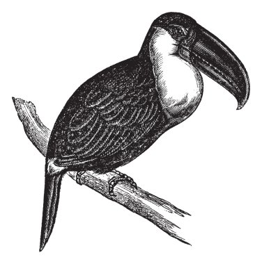 Lettered Aracari or Pteroglossus inscriptus, vintage engraving clipart