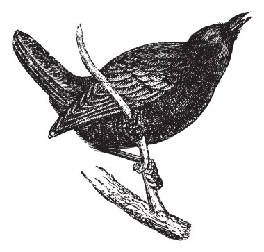 Wren or Troglodytes sp., vintage engraving