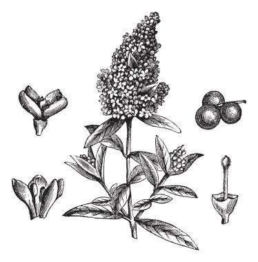 Wild Privet or Ligustrum vulgare, vintage engraving clipart