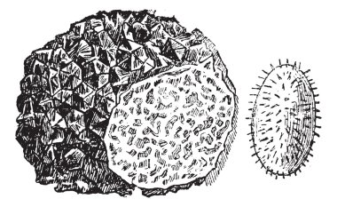 Truffle or Tuber sp., vintage engraving clipart