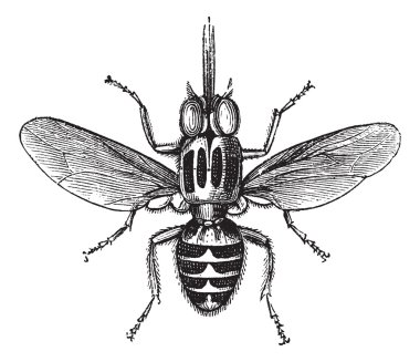 Tsetse Fly or Glossina sp., vintage engraving clipart