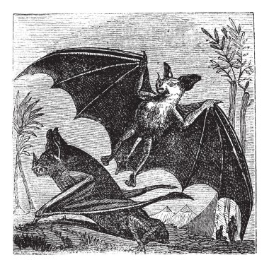 Spectral Bat or Vampyrum spectrum, vintage engraving clipart