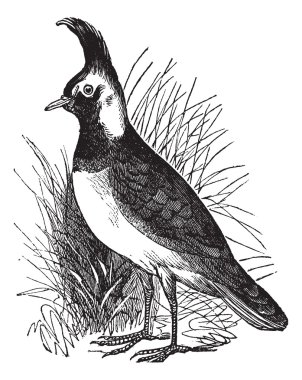 Southern Lapwing or Vanellus chilensis, vintage engraving clipart
