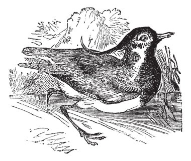 Kuzey kız kuşu veya vanellus vanellus, antika gravür