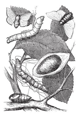 Silkmoth or Bombyx mori, vintage engraving clipart